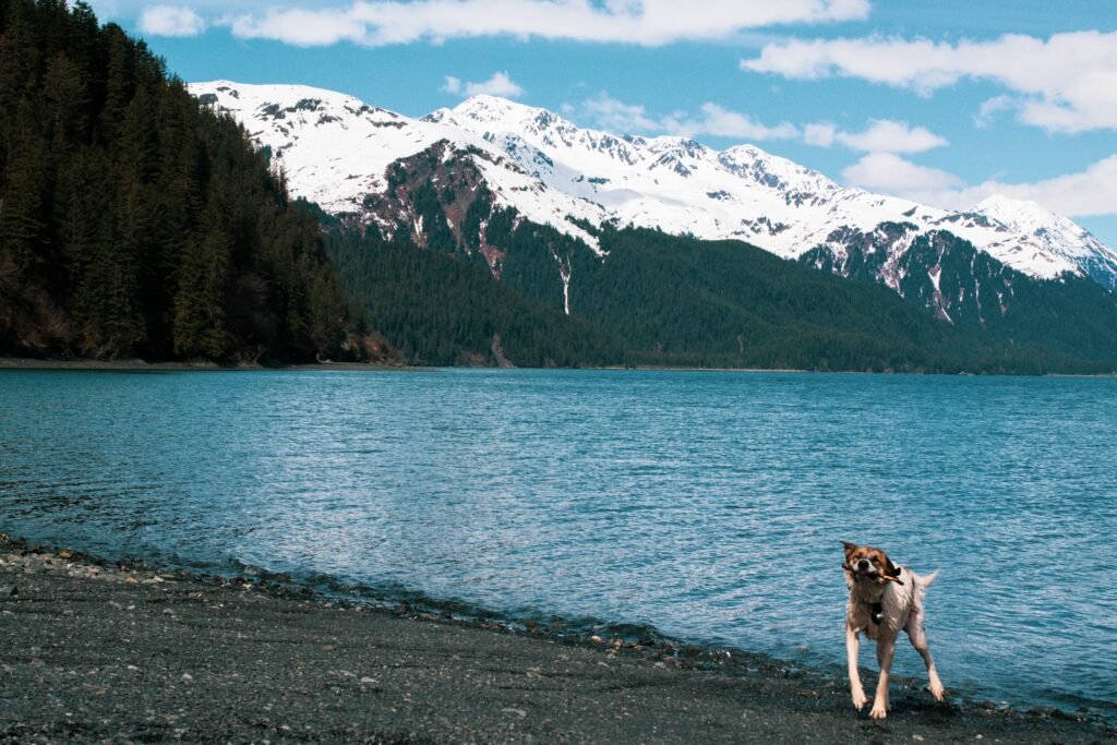 Ultimate Guide to Camping with Pets: What to Pack and How to Prepare for Dog-Friendly Camping Activities