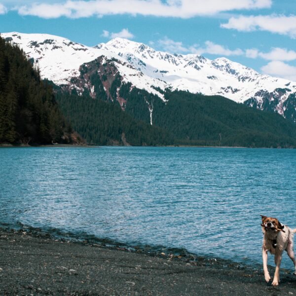 Ultimate Guide to Camping with Pets: What to Pack and How to Prepare for Dog-Friendly Camping Activities